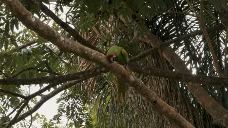 Gran-Pájaro-Guacamayo-Verde-Frotando-Su-Pico-Contra-La-Rama-De-Un-árbol-En-Un-Santuario-En-Punta-Uva,-Costa-Rica---Tiro-De-ángulo-Bajo