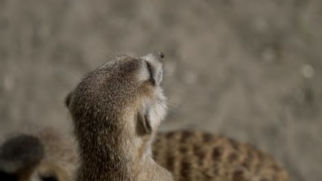 Meerkat-standing-on-his-hind-legs-and-looking-at-his-surroundings---close-up-slowmo