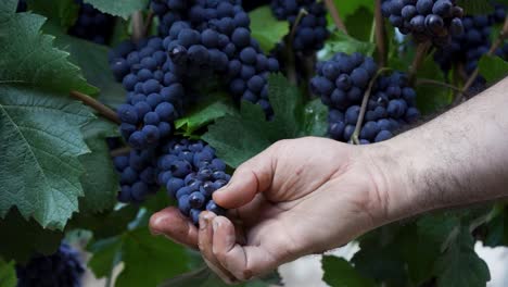 Hand-taking-a-Pinot-Noir-grape-grain