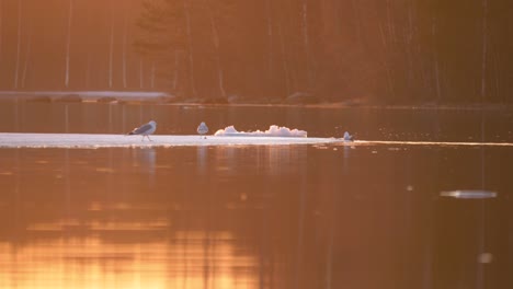 Little-Gulls-stroll-around-on-top-of-drifting-ice-sheet-on-Golden-Pond