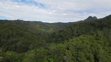 Dichte-Bäume-Im-Grünen-Wald-Im-Currumbin-Valley-Reserve-In-Der-Stadt-Gold-Coast-In-Australien