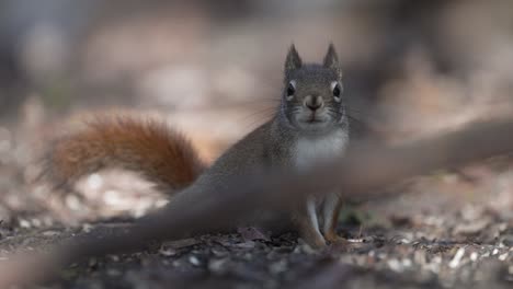 Entzückendes-Eichhörnchen-Auf-Dem-Boden,-Das-Anhält,-Um-In-Die-Kamera-Zu-Schauen---Nahaufnahme,-Slowmo