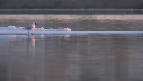 Little-Gull-Bird-tries-to-pace-Ice-sheet-drifting-with-river-current