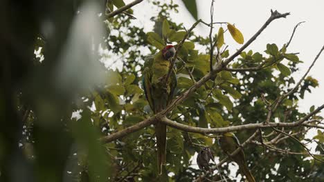 Blick-Auf-Einen-Großen-Grünen-Ara-Vogel,-Der-Auf-Dem-Ast-In-Einem-Heiligtum-In-Punta-Uva,-Costa-Rica-Sitzt---Low-Angle-Shot