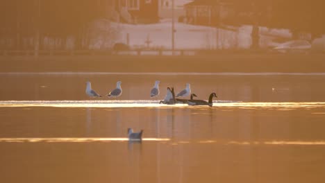 Seabirds-perched-on-frozen-lake-surface-during-golden-hour-in-Sweden