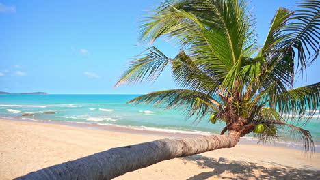 Hermosa-Isla-Caribeña-Tropical-Con-Playa,-Mar-Y-Bandada-Hacia-La-Palmera-De-Coco-En-Un-Día-Soleado