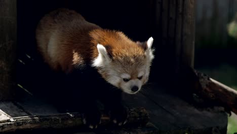 Roter-Panda,-Der-An-Sonnigen-Tagen-In-Einem-Holzkäfig-Ruht