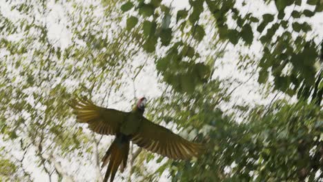 Great-Green-Macaw-soaring-in-the-air-during-sunny-day-in-rainforest,-close-up-track-shot