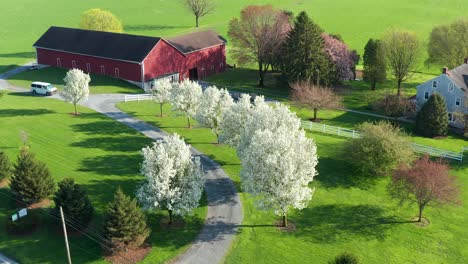 Aerial-pullback-reveals-red-barn,-flowering-trees,-farmhouse