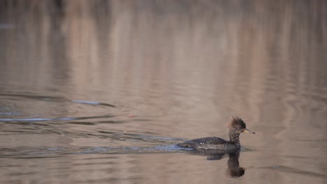 Female-Hooded-Merganser-Duck-On-Water-Surface-Of-Calm-River