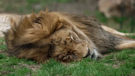Adult-Male-Lion-Sleeping-On-Ground-With-Grass