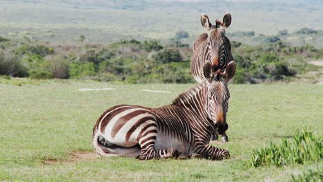 A-Cape-mountain-zebra-takes-a-dust-bath-on-the-grassland-in-Africa