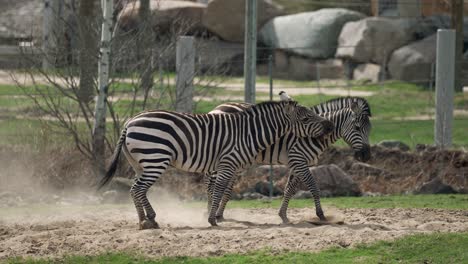 Pair-Of-Zebra-Fighting-And-Playing-In-The-Zoo