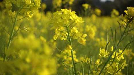 Close-up-slow-motion-view-of-rapeseed-flower-against-field