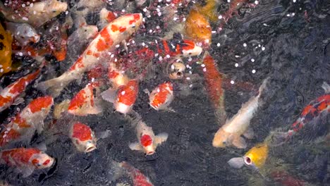 Viele-Japanische-Koi-Fische-Betteln-Verzweifelt-Um-Futter-Im-Teich