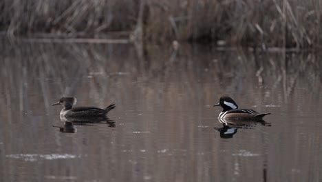 Male-And-Female-Hooded-Merganser-On-Fresh-Water-Pond-In-Quebec,-Canada