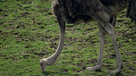 Ostrich-feeding-from-the-green-ground---close-up-slowmo