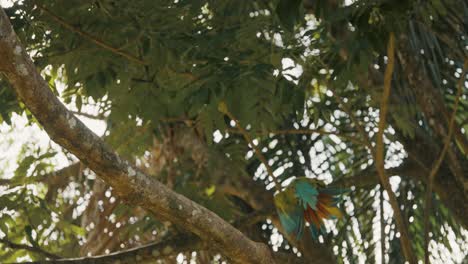 Kamerafahrt-Eines-Farbenfrohen-Ara-Papageis,-Der-Zum-Nächsten-Zweig-Eines-Grünen-Baums-Im-Dschungel-Von-Costa-Rica-Fliegt