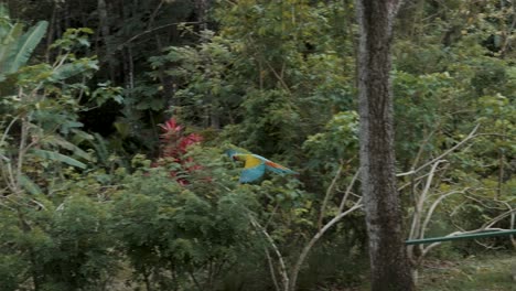Tracking-shot-of-colorful-parrot-flying-toward-tree