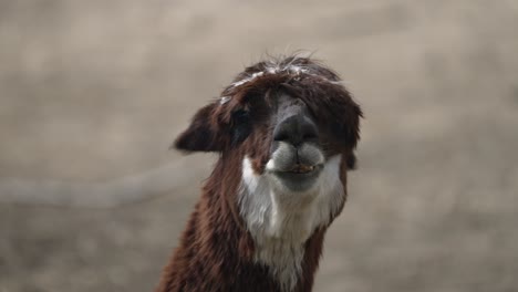 Alpaca-Portrait---Vicugna-Pacos-A-South-American-Camelid-Mammal