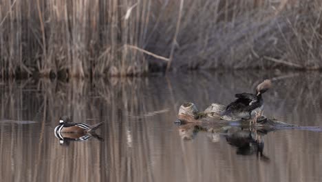A-Couple-Of-Hooded-Merganser-On-Quiet-Lake