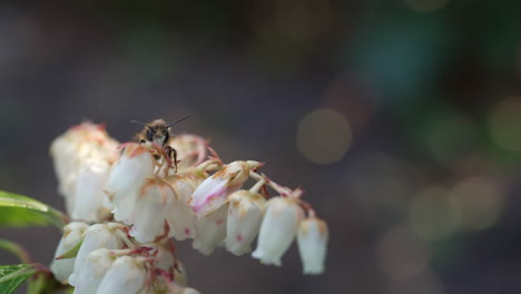 Bee-sits-on-pieris-flowers-in-the-garden