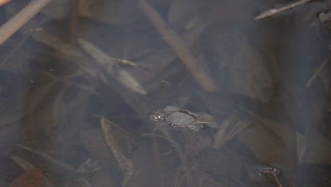 Babyschildkröte-Lernt-Langsam,-Wie-Man-Auf-Dem-Teich-Schwimmt