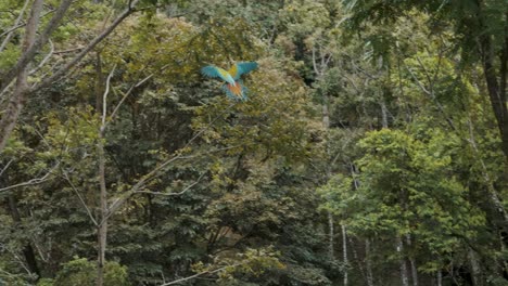Wild-colorful-macaw-parrot-flying-in-Manuel-Antonia-National-Park-surrounded-by-trees-during-sunny-day