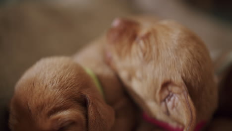 Newborns-dogs-sleep-together-while-yawning