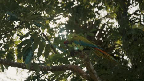 Guacamayo-Verde-Bastante-Grande-Posado-En-Una-Rama-De-árbol-Y-Volando-Lejos