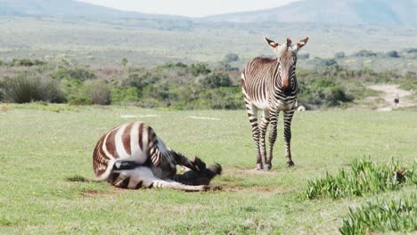 Cape-mountain-zebras-enjoying-a-roll-and-dust-bath-on-an-African-plain