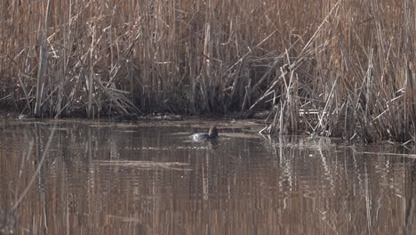 Pair-Of-Hooded-Merganser-Submerged-On-A-Lake-At-Summer-In-Quebec,-Canada