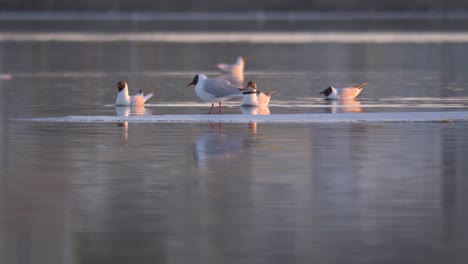 Black-headed-Gulls-carried-away-with-the-current-on-frozen-river