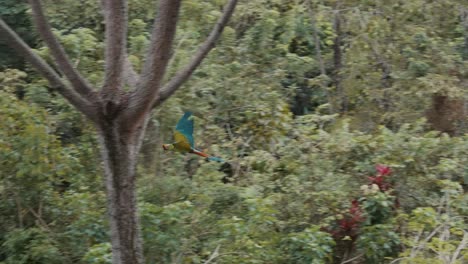 Tropical-Green-Macaw-in-flight-in-exotic-jungle-with-plants-and-leaves-during-sunny-day