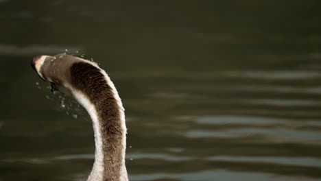Chinese-Goose-In-The-Pond-Shaking-Of-Its-Head-To-Remove-Water
