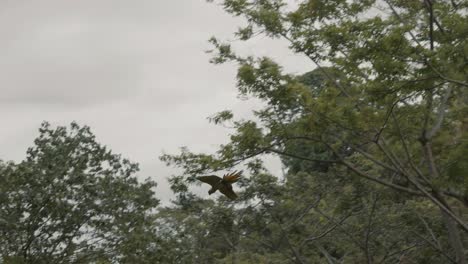 Tracking-shot-of-pretty-Ara-Ambiguus-Parrots-flying-in-green-forest-during-grey-cloudy-sky-in-slow-motion