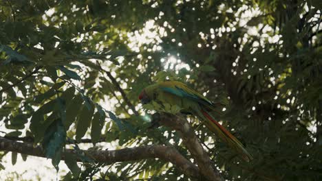 Pretty-Great-Green-Macaw-resting-on-branch-against-sunlight-shining-between-leaves-of-jungle-tree