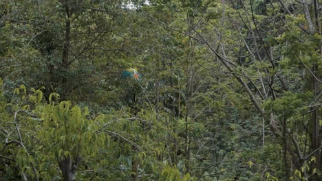 Toma-Amplia-De-Loros-Guacamayos-Coloridos-Voladores-En-La-Selva-Amazónica-En-Brasil,-América-Del-Sur