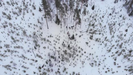 Pack-of-Moose-take-shelter-among-trees-in-Snowy-Wild-Sweden---Aerial