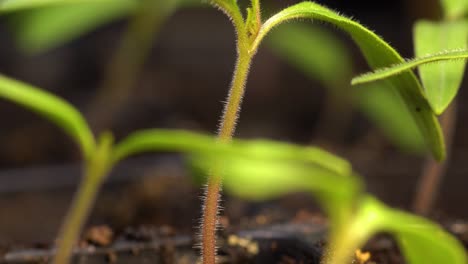 Tomato-sprout-setting-first-set-of-true-leaves-between-cotyledons,-growing-in-cell-pack-between-other-seedlings