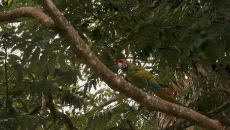 Great-green-macaw-walking-up-a-tree-branch