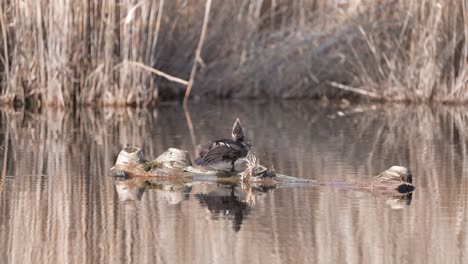 Female-Hooded-Merganser-Preening-While-Perched-On-A-Log-In-Water