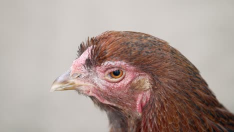 Rooster's-Head-Without-Comb-And-Wattle.-close-up
