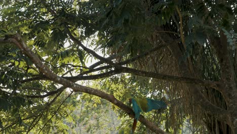 Close-up-track-shot-of-colorful-Green-Macaw-landing-on-branch-of-gigantic-tree-in-jungle-during-sunny-day