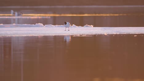 Dreamy-Golden-hour-melting-frozen-lake-with-little-Black-headed-gull