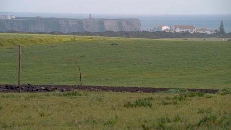 Die-Grüne-Weide-Mit-Der-Festung-Im-Hintergrund-über-Den-Klippen