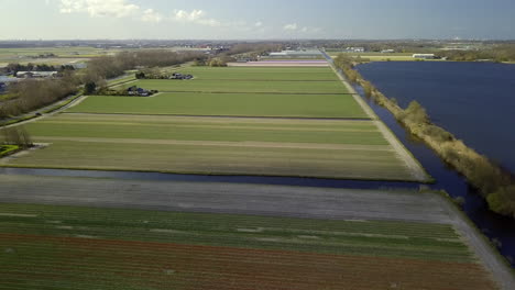 Aerial-drone-view-of-flying-up-at-the-tulip-fields-in-the-Netherlands