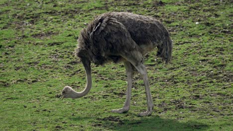 Emu-Bird-Pecking-Food-On-Zoo-Ground-With-Grass