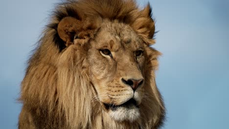 Close-Up-Of-Barbary-Lion's-Face-With-Mane