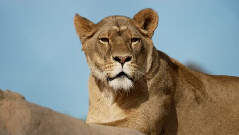 Watchful-Lioness-Lying-Down-Under-The-Sunlight-In-Quebec,-Canada